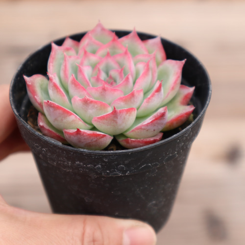 多肉植物 グレーと赤のグラデーション*8 多肉植物 グレーと赤のグラデーション*8 多肉植物 グレーと赤の