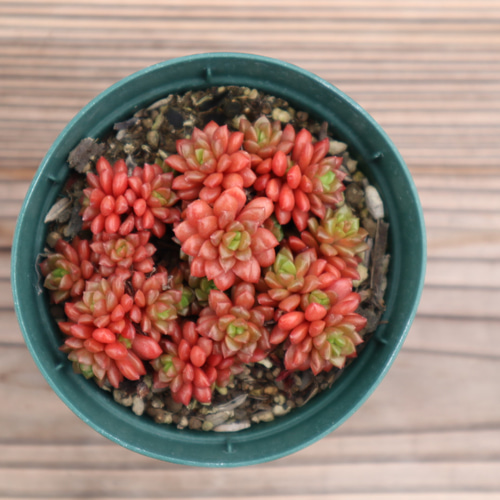 ✾多肉植物　リトルジェム錦　リトルジェム紅錦　3カット　カット苗 ✾多肉植物 リトルジェム錦 リトルジェム紅錦 3カット カット苗