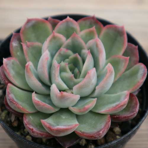 多肉植物 グレーと赤のグラデーション*9 予約注文) ホワイトグレーグラデーションシリーズ | Xiongtongzi