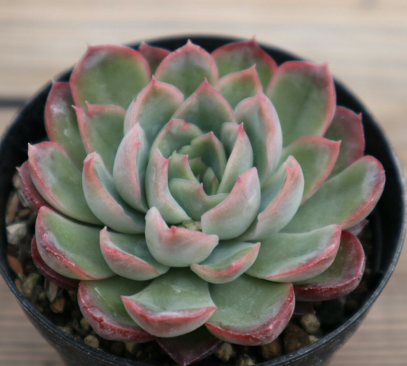 多肉植物 