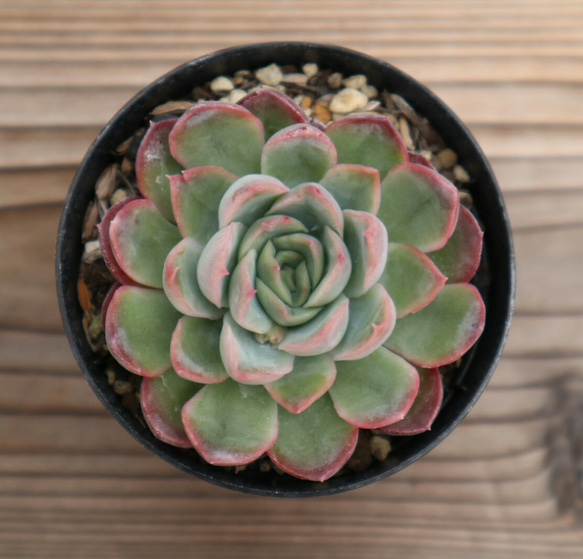 多肉植物　"イグニション" 3枚目の画像