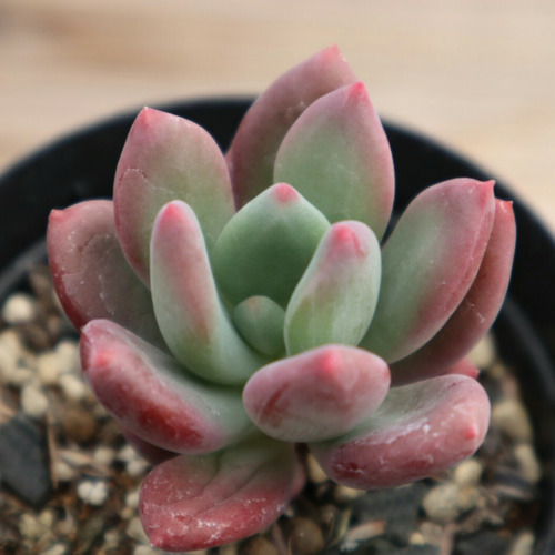 多肉植物 フルーツキャンディ 抜き苗 - メルカリ