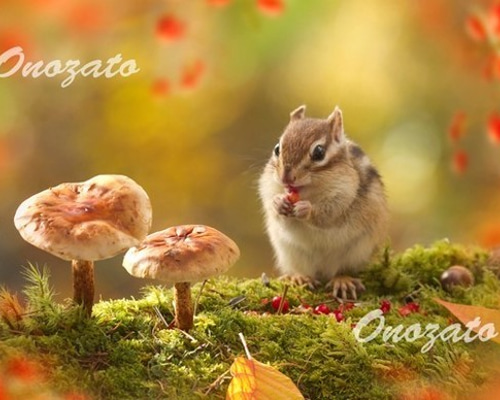 0_f31ab47f4efdab8e69e1210331b8