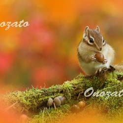 可愛い森の小動物　ポストカード　10枚組 4枚目の画像