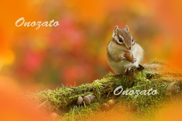 可愛い森の小動物　ポストカード　10枚組 4枚目の画像