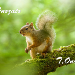 北海道の可愛い動物 A4写真プリント ガラス入り額装 ～エゾリス～ 北海道の可愛い動物 A4写真プリント ガラス入り額装 ～花畑の