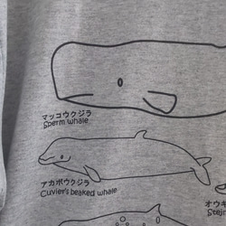 ハクジラT  XLサイズ Tシャツ 2枚目の画像