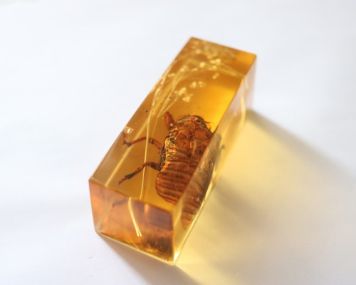 人工琥珀（セミの抜け殻） その他インテリア雑貨 ニケルxp 通販