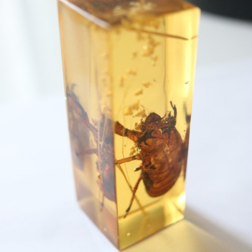 人工琥珀（セミの抜け殻） その他インテリア雑貨 ニケルxp ※次回発送2