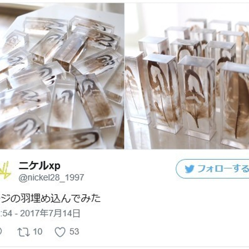 鳥の羽標本（透明レジン封入Ver） その他インテリア雑貨 ニケルxp 通販