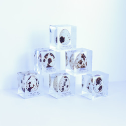 うずらのたまご標本 【Ver.2】 1枚目の画像