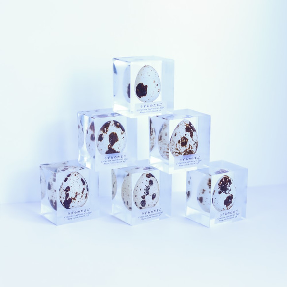 うずらのたまご標本 【Ver.2】 1枚目の画像