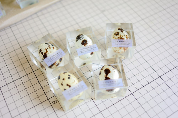 うずらのたまご標本 【Ver.2】 2枚目の画像