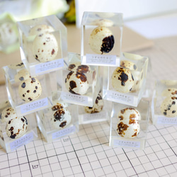 うずらのたまご標本 【Ver.2】 3枚目の画像