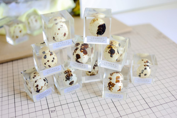 うずらのたまご標本 【Ver.2】 3枚目の画像