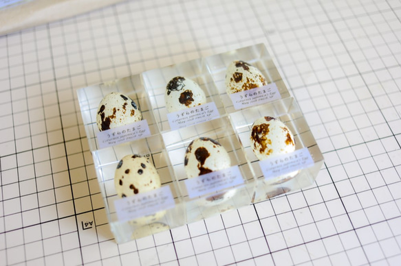 うずらのたまご標本 【Ver.2】 4枚目の画像