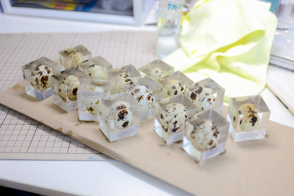 うずらのたまご標本 【Ver.2】 5枚目の画像