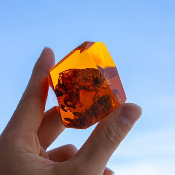 人工琥珀【蝉の抜け殻Ver】Artificial amber 1枚目の画像