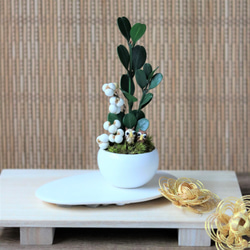 勘助 真柏 樹齢11年 中品盆栽 鉢付き 盆栽 松工房 -Pine Workshop