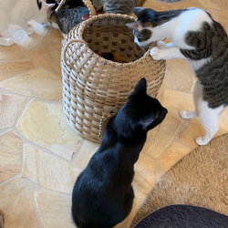 【受注製作】オリジナルにゃんちぐら♡上から下から楽しめる 持ち運び便利な猫耳 猫じゃらしにもなる尻尾がcute♡ 14枚目の画像