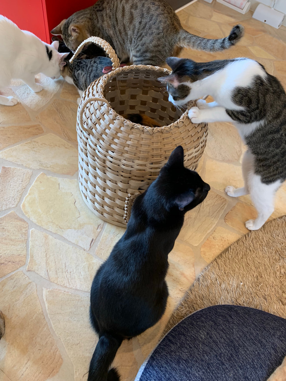 【受注製作】オリジナルにゃんちぐら♡上から下から楽しめる 持ち運び便利な猫耳 猫じゃらしにもなる尻尾がcute♡ 14枚目の画像