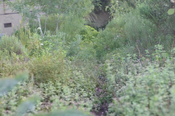 無農薬の銀葉ミモザのぷるんとした素朴でレトロなドライフラワー・スワッグガーランド 5枚目の画像