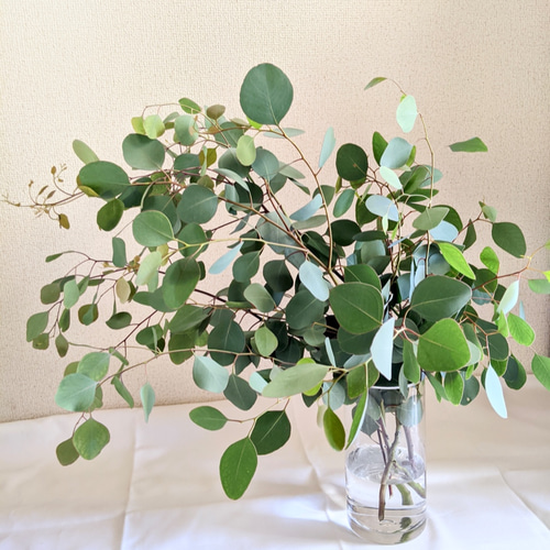 花瓶に挿してもドライフラワーにしてもOK！フレッシュなユーカリポポ