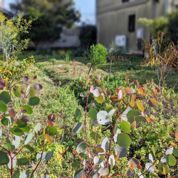 自家栽培ハーブのユーカリとケイトウと野バラの実の深いグリーンリース 4枚目の画像