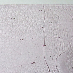 ブルズアイ　フュージング用板ガラス55　エルビウムピンク　ティント　9.7x6.9x0.3cm　1枚 4枚目の画像