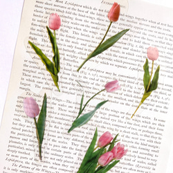 フレークシール20枚set≪flesh tulip≫  [F072] 1枚目の画像