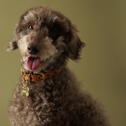 クローバー形の迷子札【真鍮/洋白】犬用 ペット用 ネームプレート ネームタグ ドッグタグ 名札 キーホルダー チャーム 10枚目の画像