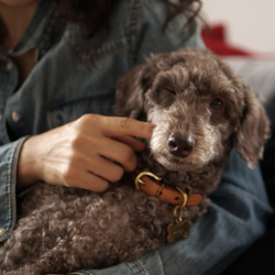 クローバー形の迷子札【真鍮】犬用 ペット用 ネームプレート ネームタグ ドッグタグ 名札 キーホルダー チャーム 10枚目の画像