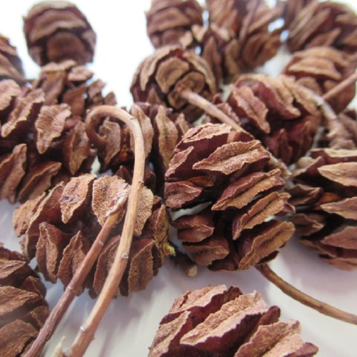 天然素材 メタセコイアの実 (36コ入り) 国産 花材 木の実 その他素材