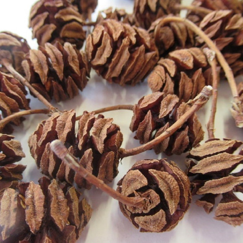 天然素材 メタセコイアの実 (24コ入り) 国産 花材 木の実 その他素材