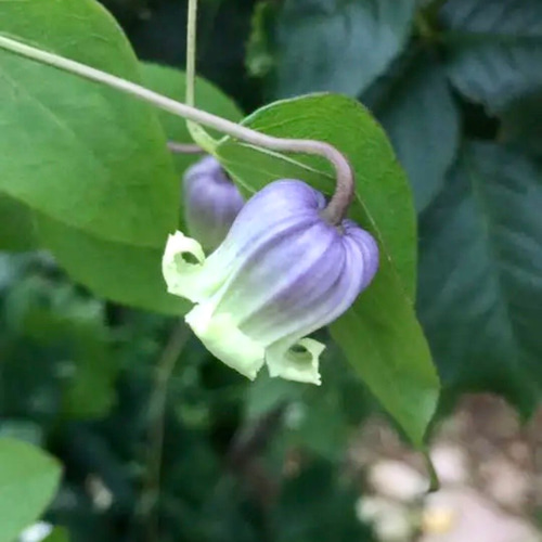 壺型クレマチス発芽苗 その他インテリア雑貨 植花夢 通販 11753388