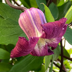 赤壺型クレマチス15粒 多肉植物 植花夢 通販 14322949｜Creema