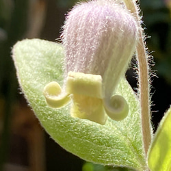 クレマチス コアクチリスA 多肉植物 植花夢 通販 12158352｜Creema