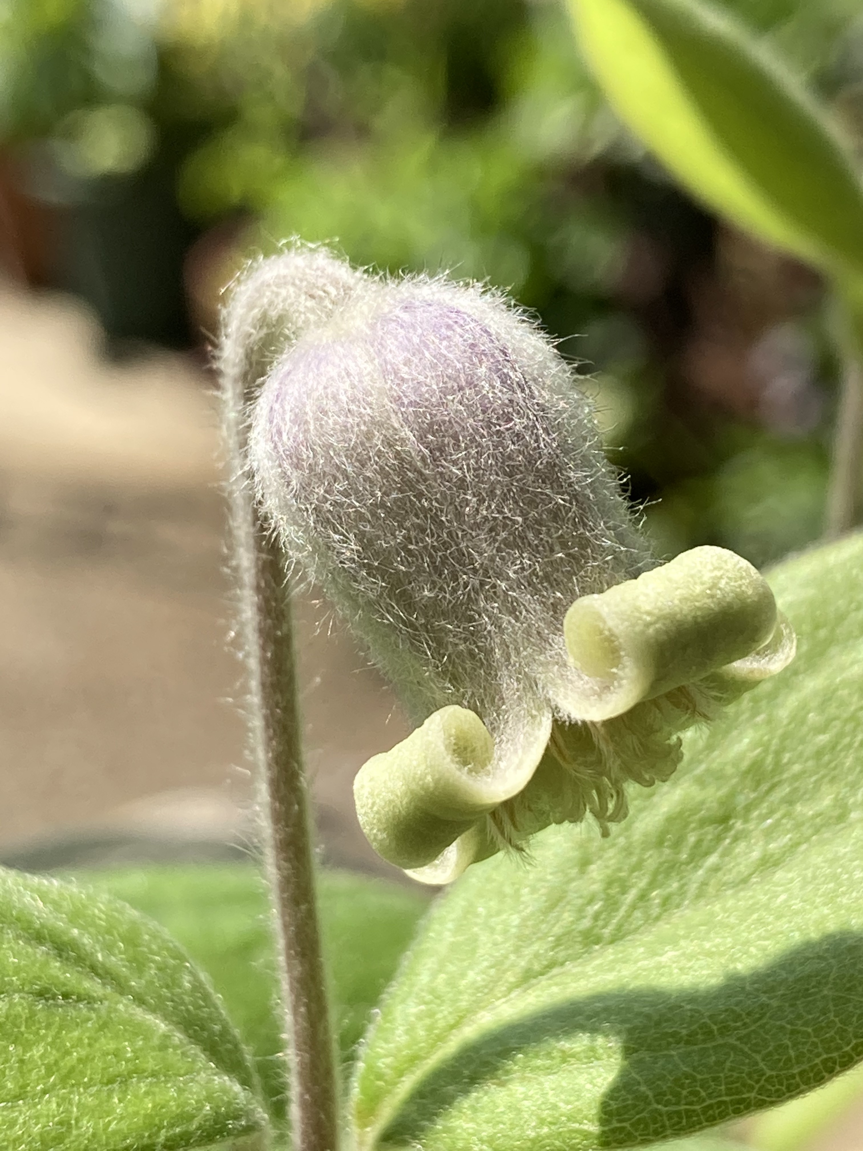 クレマチス コアクチリスB 多肉植物 植花夢 通販 12158358｜Creema
