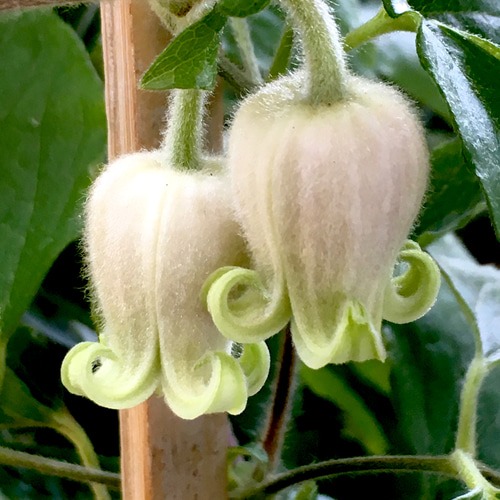 クレマチス原種ツインズ 多肉植物 植花夢 通販 12180493｜Creema(クリーマ)