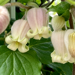 原種モケモケ壺型クレマチス5粒 多肉植物 植花夢 通販 12285059