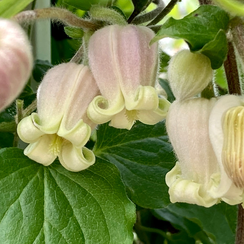原種モケモケ壺型クレマチス5粒 多肉植物 植花夢 通販 12285059