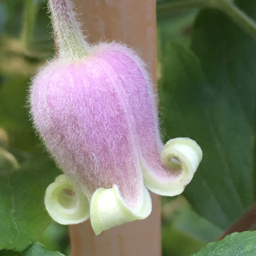 原種モケモケ壺型クレマチス5粒 多肉植物 植花夢 通販 12285059