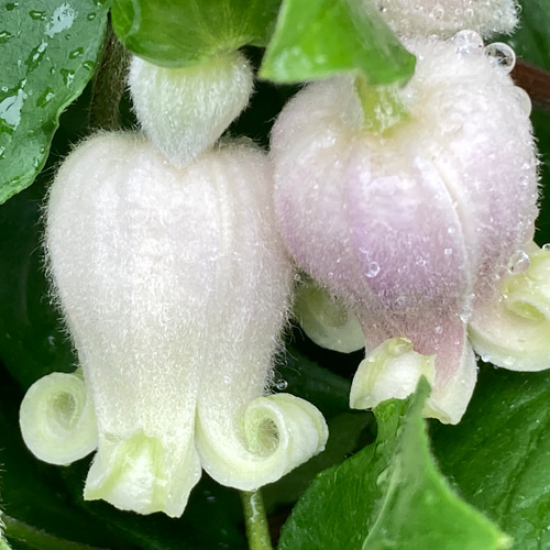 原種モケモケ壺型クレマチス5粒 多肉植物 植花夢 通販 12285059