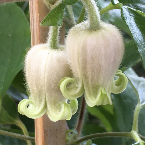 原種モケモケ壺型クレマチス5粒 多肉植物 植花夢 通販 12285059