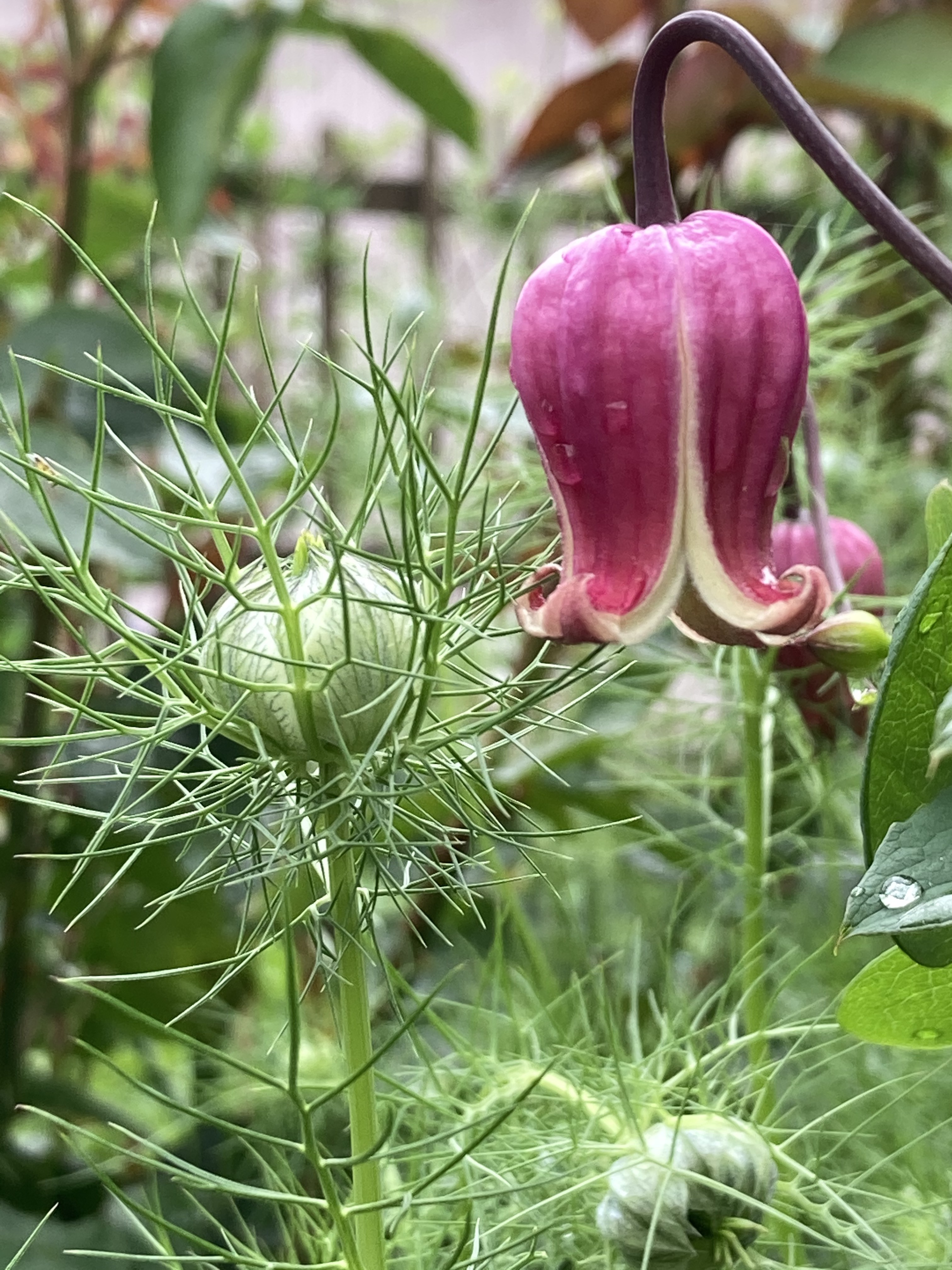 赤系壺型クレマチス10粒 多肉植物 植花夢 通販 12330122｜Creema