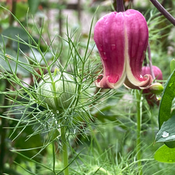 赤系壺型クレマチス10粒 多肉植物 植花夢 通販 12330122｜Creema