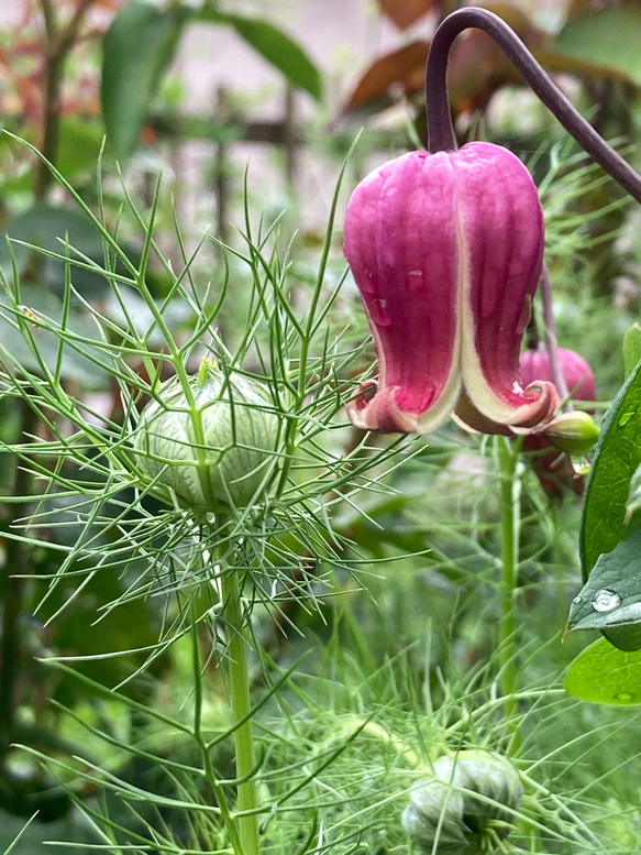 赤系壺型クレマチス10粒 多肉植物 植花夢 通販 12330122｜Creema