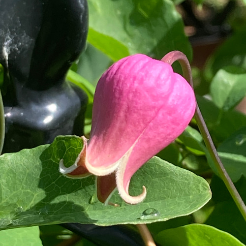 桃色壺型クレマチス10粒 多肉植物 植花夢 通販 12333513｜Creema