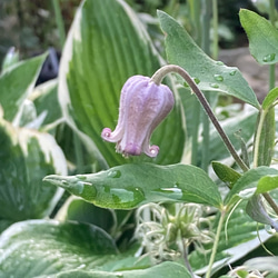 紫系壺型クレマチス10粒 多肉植物 植花夢 通販 12337108｜Creema(クリーマ)