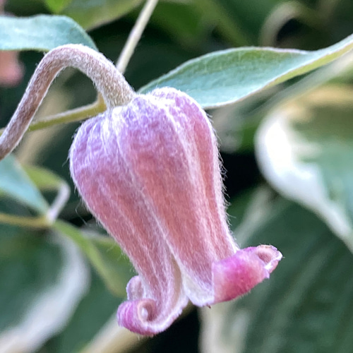 紫系壺型クレマチス10粒 多肉植物 植花夢 通販 12337108｜Creema